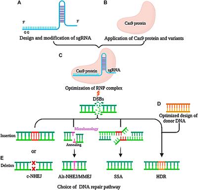 Strategies for High-Efficiency Mutation Using the CRISPR/Cas System